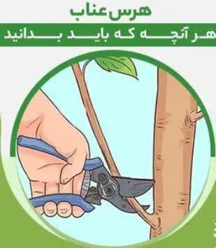 برگزاری کارگاه آموزشی اصول فنی هرس باغات عناب